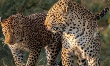 yala_featured_img(Sri Lanka Tours)