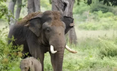 yala-national-park-safari-img(03)