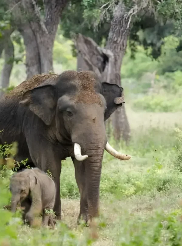 yala-national-park-safari-img(03)