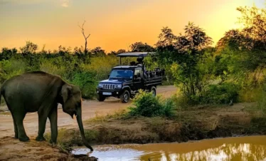 udawalawe-national-park-safari-img(02)