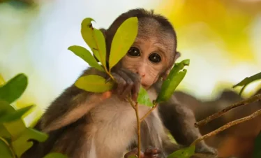 yala-national-park-safari-img(02)