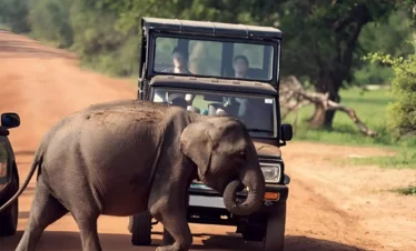 udawalawe_featured_img