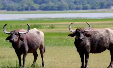 kumana-national-park-safari-img(01)