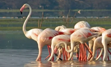 kumana-national-park-safari-img(02)