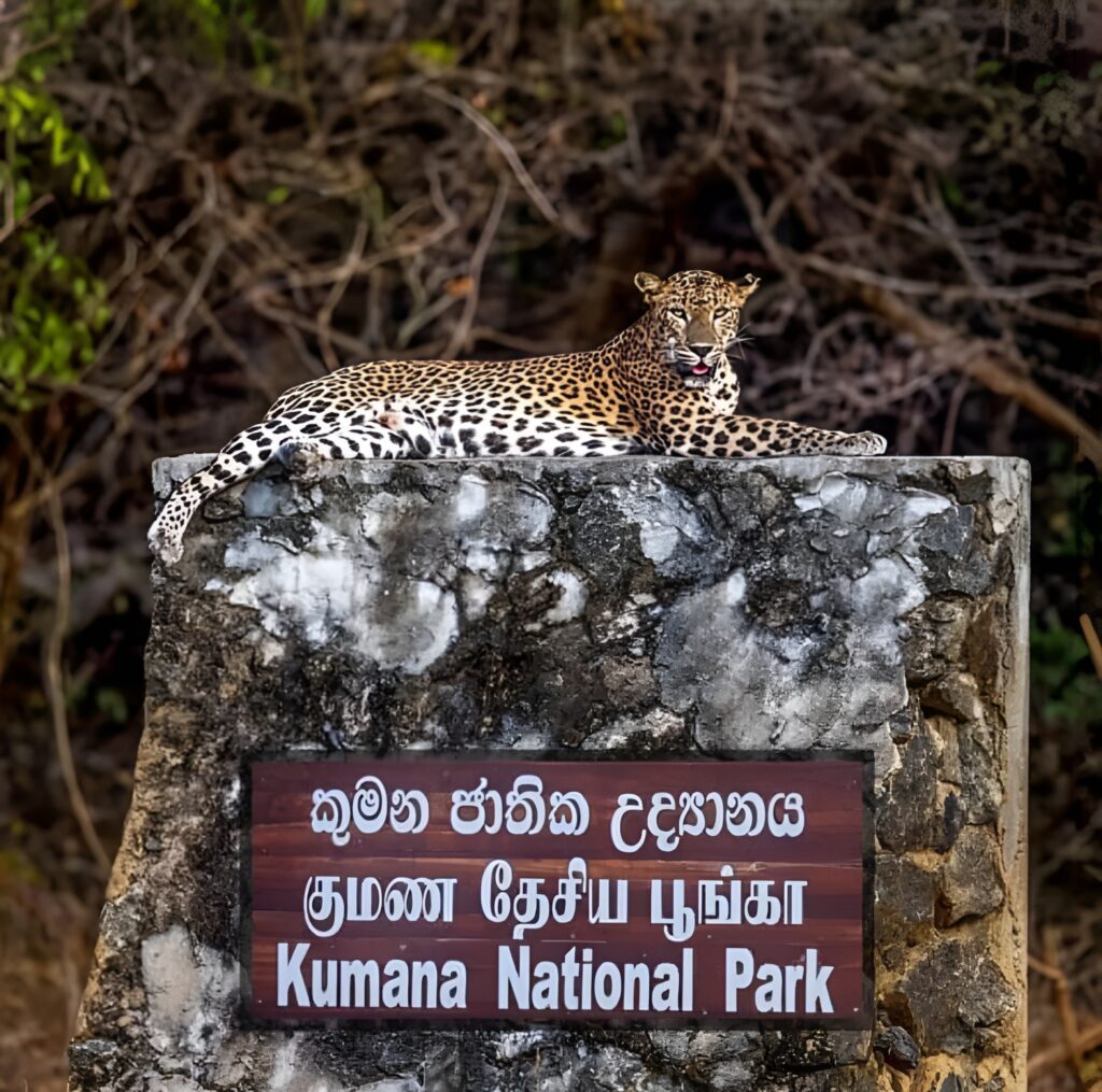 kumana-national-park-safari-img(03)