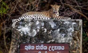 kumana-national-park-safari-img(03)(Sri Lanka Tours)