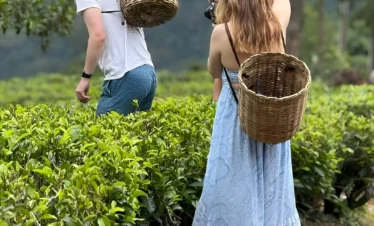tea-plantation-kandy