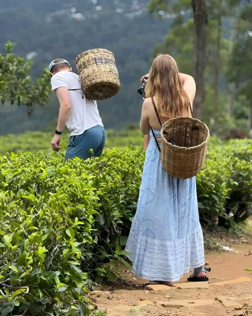 tea-plantation-kandy